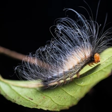 caterpillar, leaf