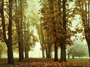 Park, autumn, fallen, Leaf, Fog, chestnut