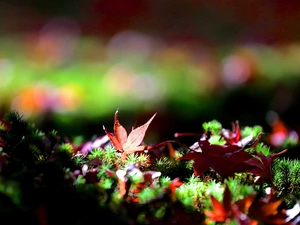 color, Moss, Close, Leaf