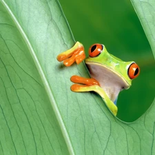 Coloured, Green, leaf, frog