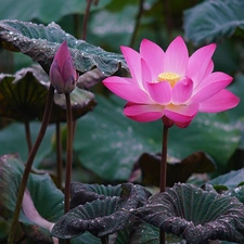 Leaf, drops, Colourfull Flowers, bud, lotus