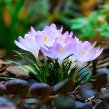 Leaf, cluster, crocus