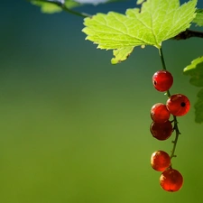 currants, Leaf