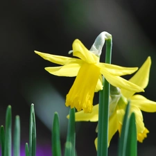 Leaf, Three, Daffodils