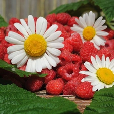 Leaf, raspberries, daisies