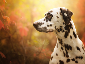 fuzzy, Leaf, Dalmatian, muzzle, dog