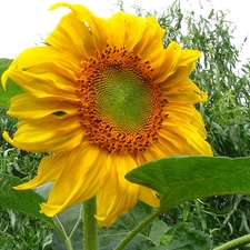 Leaf, Sunflower, decorated