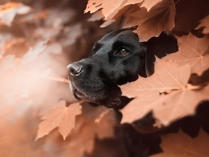 Dog. Labrador retriever, Leaf