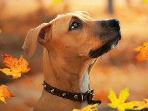 Rhodesian ridgeback, dog, Leaf, graphics, Falling, Puppy
