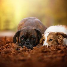 Dogs, Border Collie, Leaf, boxer