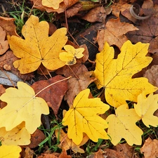 Leaf, Yellow, dry