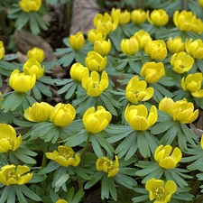 Eranthis, withered, Leaf, winter