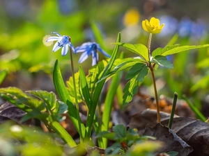 Yellow, Colourfull Flowers, Leaf, squill, Flowers