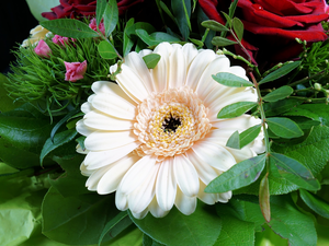 Plants, decorative, Gerbera, Leaf, Colourfull Flowers
