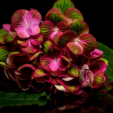 dark, background, hydrangea, Leaf, Colourfull Flowers