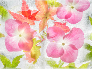 Flowers, water, texture, Leaf