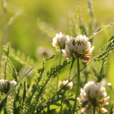 Leaf, trefoil, Flowers