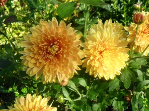 Leaf, Yellow, Flowers