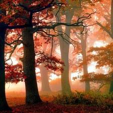 viewes, autumn, Leaf, Fog, Red, trees