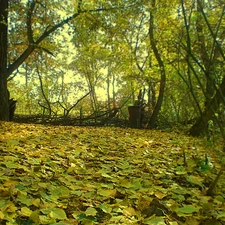 Leaf, episcopal, forest