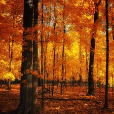 forest, viewes, Leaf, trees