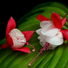 fuchsia, leaf