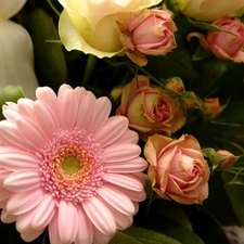 Gerbera, Buds, Leaf, roses