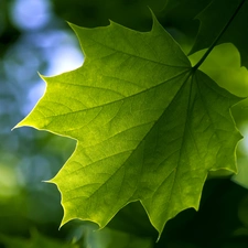 Green, leaf