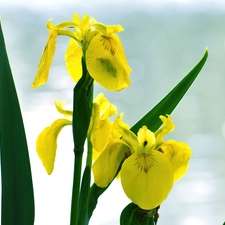 Leaf, Yellow, iris