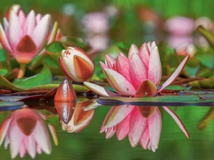 water, reflection, bud, Leaf, Water lilies