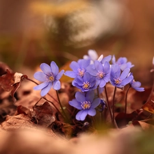 Liverworts, purple, Flowers, Leaf