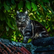 cat, the roof, Leaf, Maine Coon