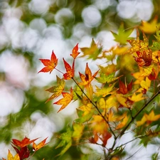 Colored, Leaf, maple, branch, autumn