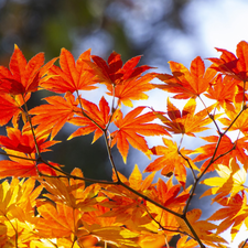 maple, Twigs, autumn, Leaf