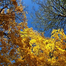 Leaf, autumn, maple