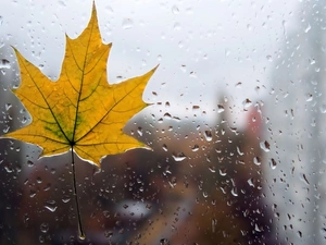 maple, Glass, drops, leaf