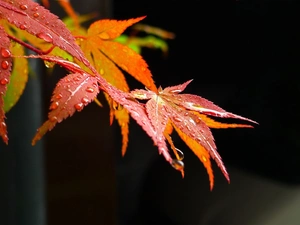 Leaf, maple