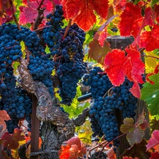 Mature, Grapes, Leaf, bunches