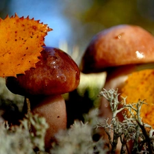 mushrooms, Leaf