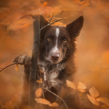 sapling, Border Collie, fuzzy, muzzle, dog, Leaf, background