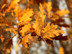 blurry background, rapprochement, Leaf, autumn, oak
