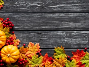 pumpkin, boarding, composition, Leaf