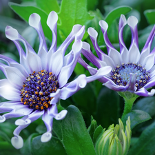 Flowers, African Daisies, Leaf, White-Purple