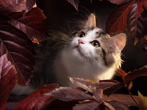 Brown, Leaf, Ragdoll, mouth, cat