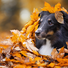 autumn, Scottish Shepherd, Leaf