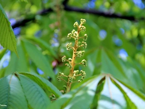 Leaf, chestnut, speed