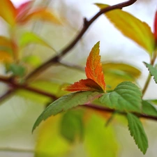 Japanese Spirea, Red, Leaf, Bush