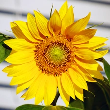 Sunflower, Leaf