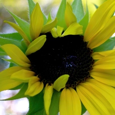 Sunflower, Leaf