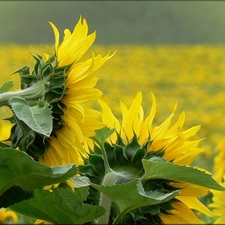 Nice sunflowers, green ones, Leaf, Field